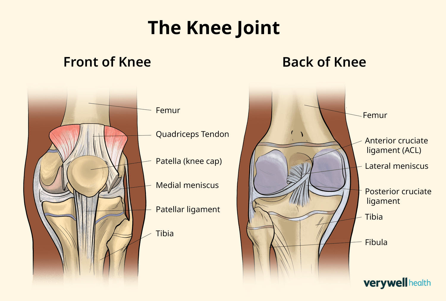 Detailed knee joint anatomy front and back